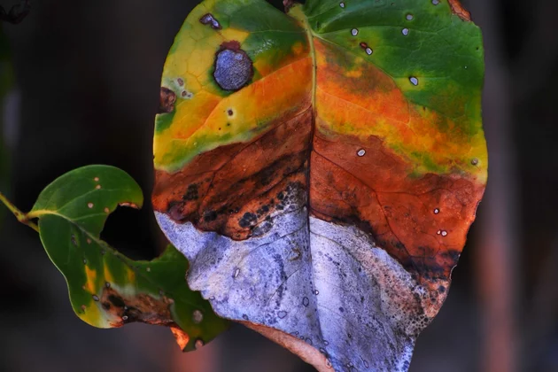 odc-and-opkc-nature-being-replaced-by-mineral-greed