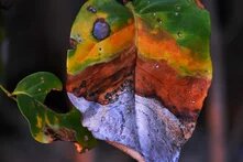 odc-and-opkc-nature-being-replaced-by-mineral-greed