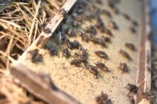 Crunchy Crickets