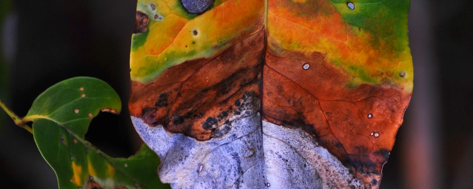 ODC and OPKC - nature being replaced by mineral greed 