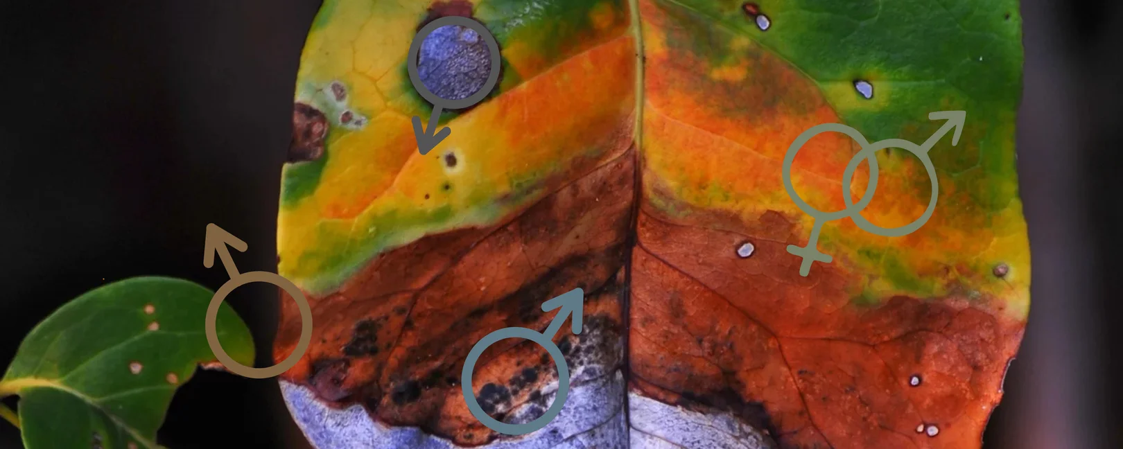 Cover picture of Profiles of courage