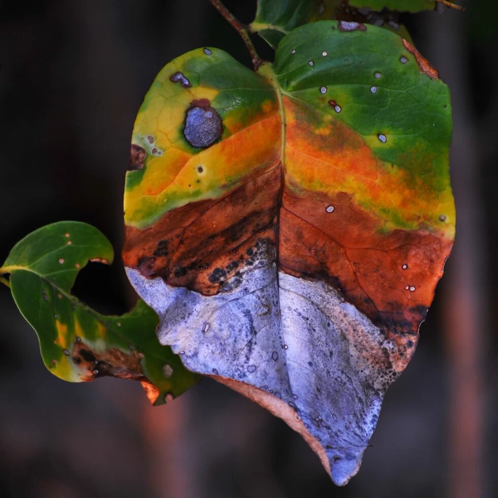 Leaf