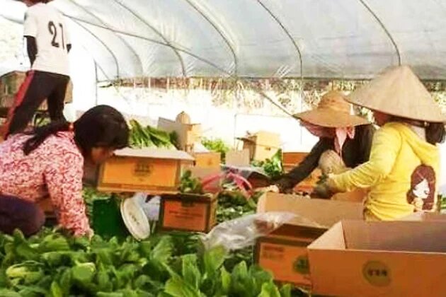 Migrant farm workers in South Korea face widespread exploitation