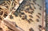 Crunchy Crickets