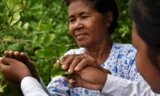 Ear Lath stands in her lime field where she met local students to share her stories from the Khmer Rouge period. 